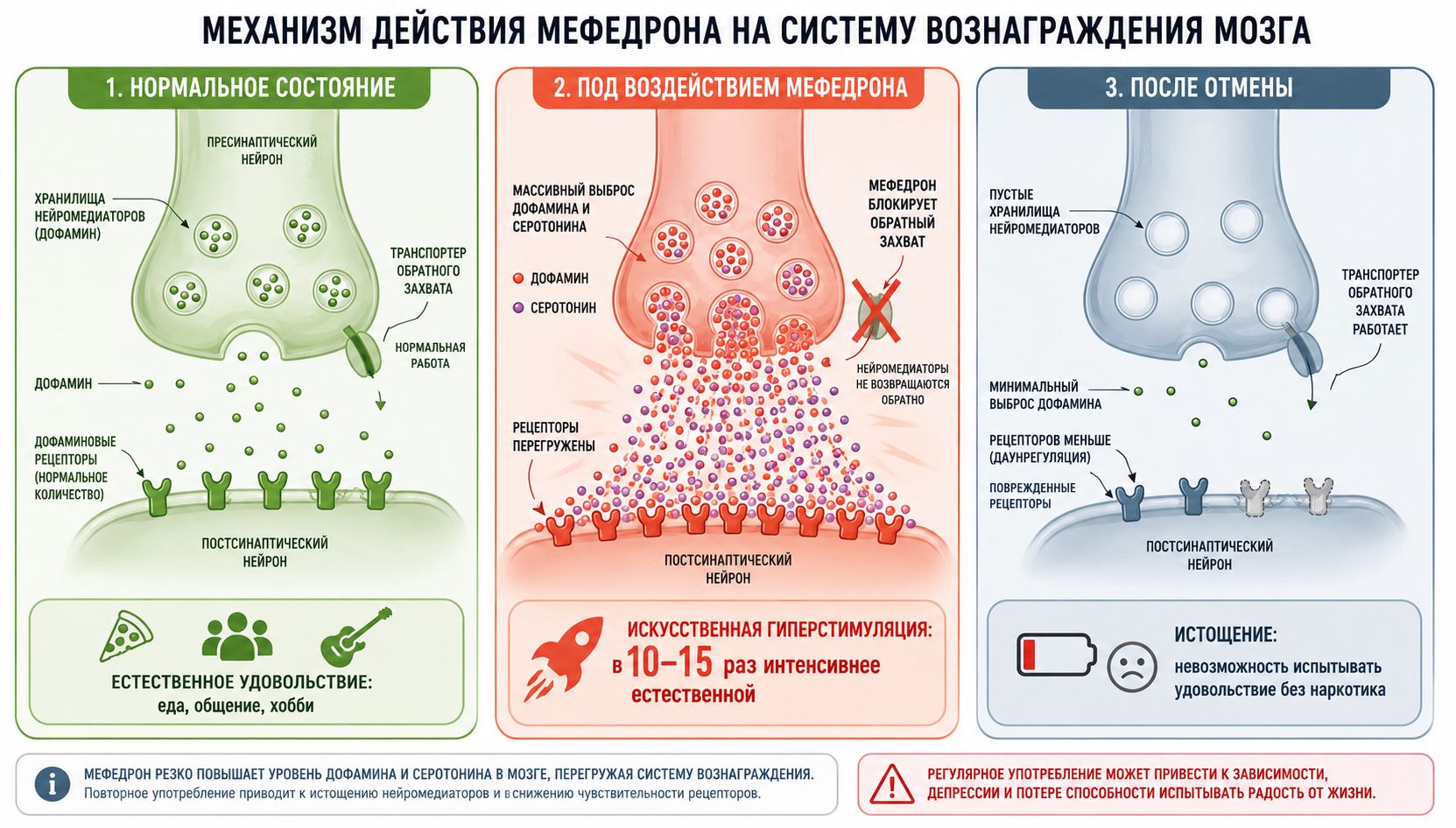Механизм действия мефедрона на систему вознаграждения мозга инфографика